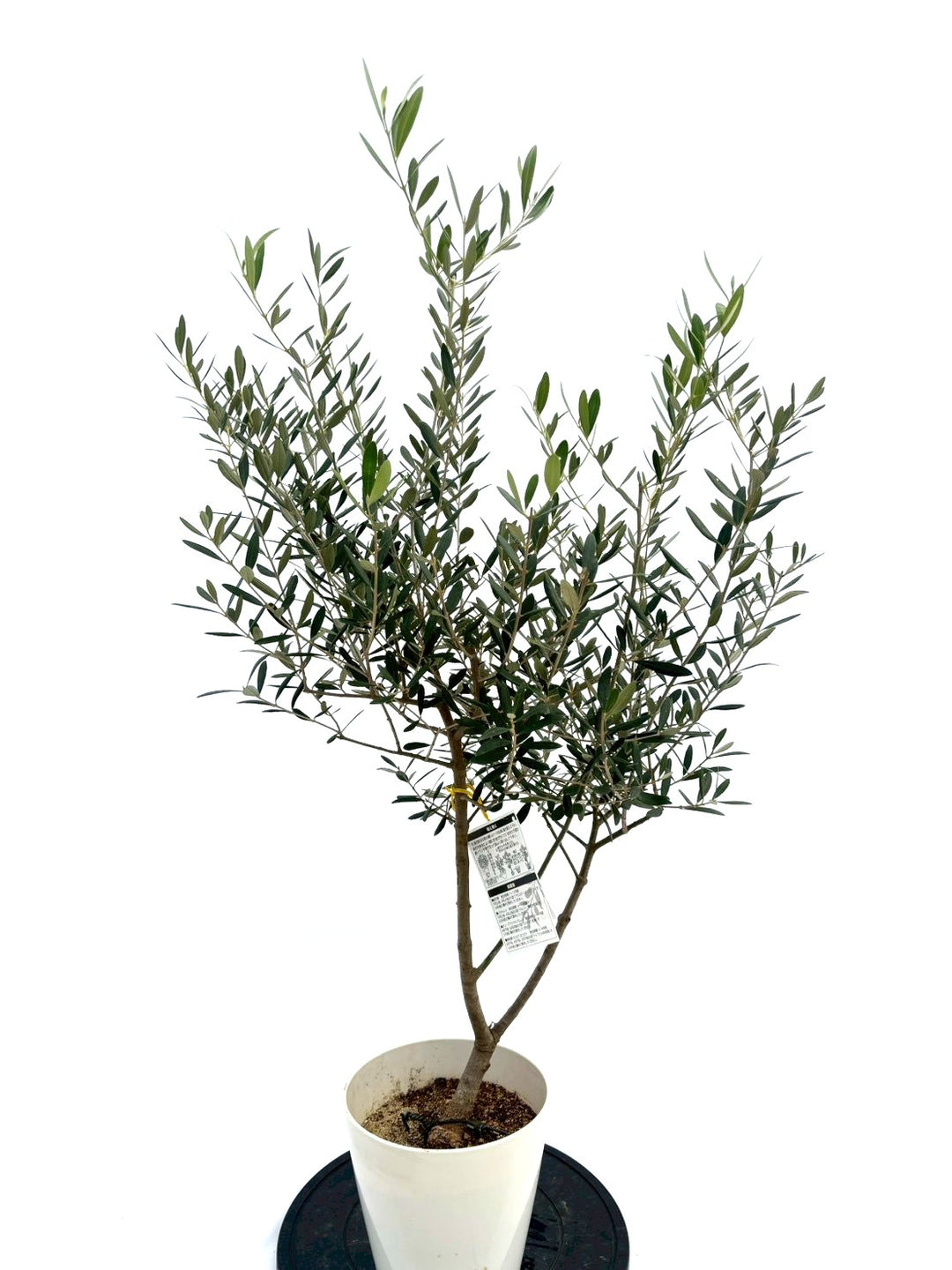 NEWネバディロブランコ（オリーブの木）｜Sサイズ｜NO.10734｜約120cm