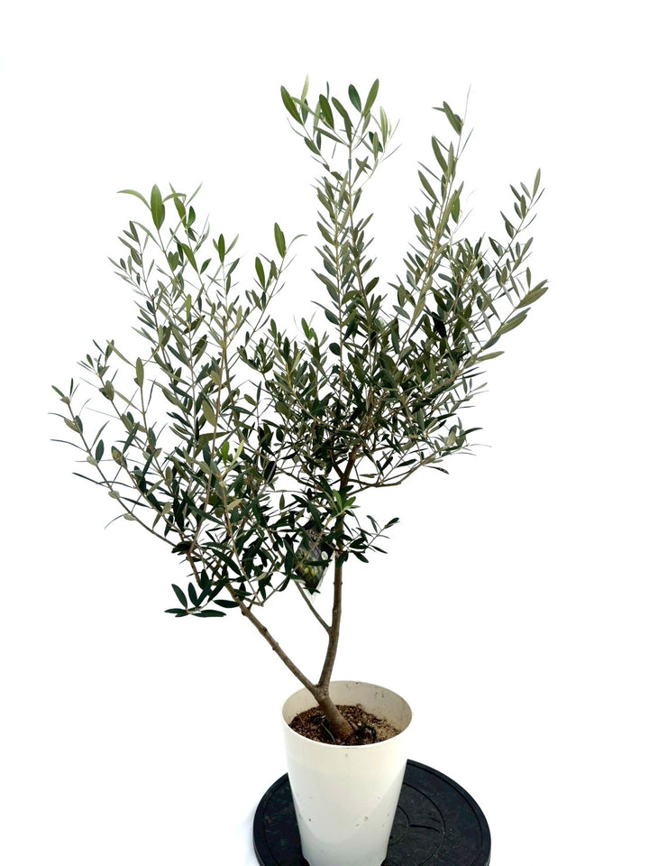 NEWネバディロブランコ（オリーブの木）｜Sサイズ｜NO.10734｜約120cm