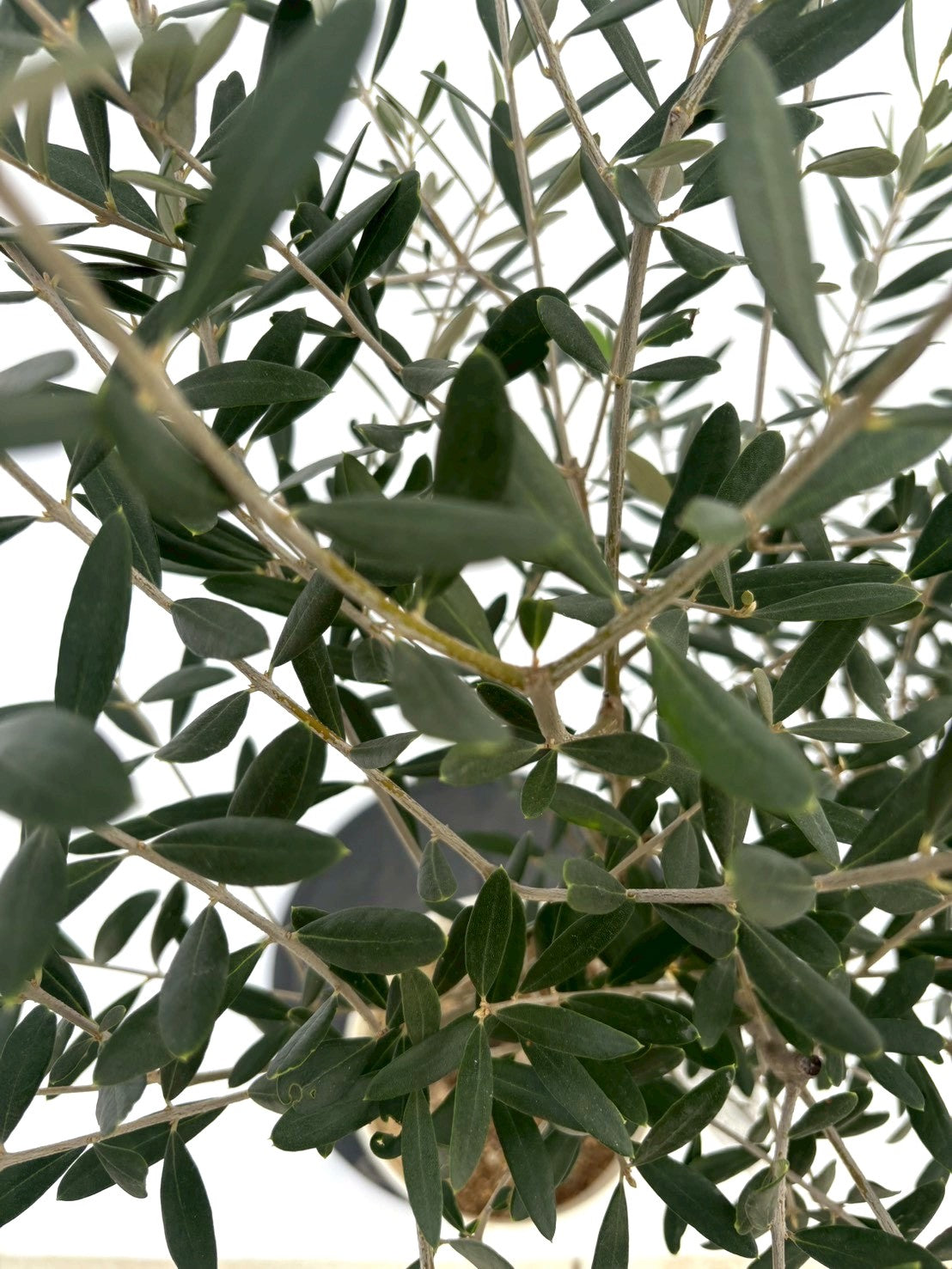 NEWネバディロブランコ（オリーブの木）｜Sサイズ｜NO.10734｜約120cm｜人気・初心者向き・開帳型