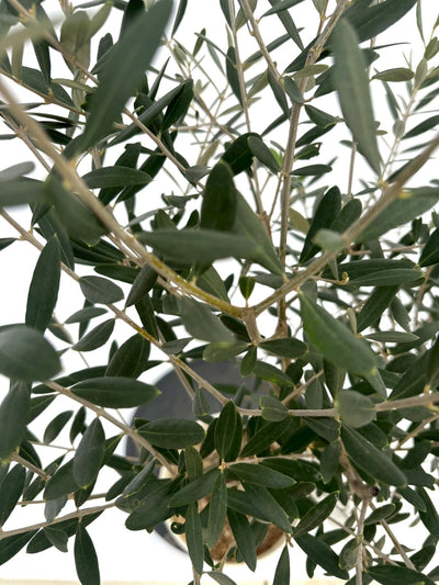 NEWネバディロブランコ（オリーブの木）｜Sサイズ｜NO.10734｜約120cm｜人気・初心者向き・開帳型