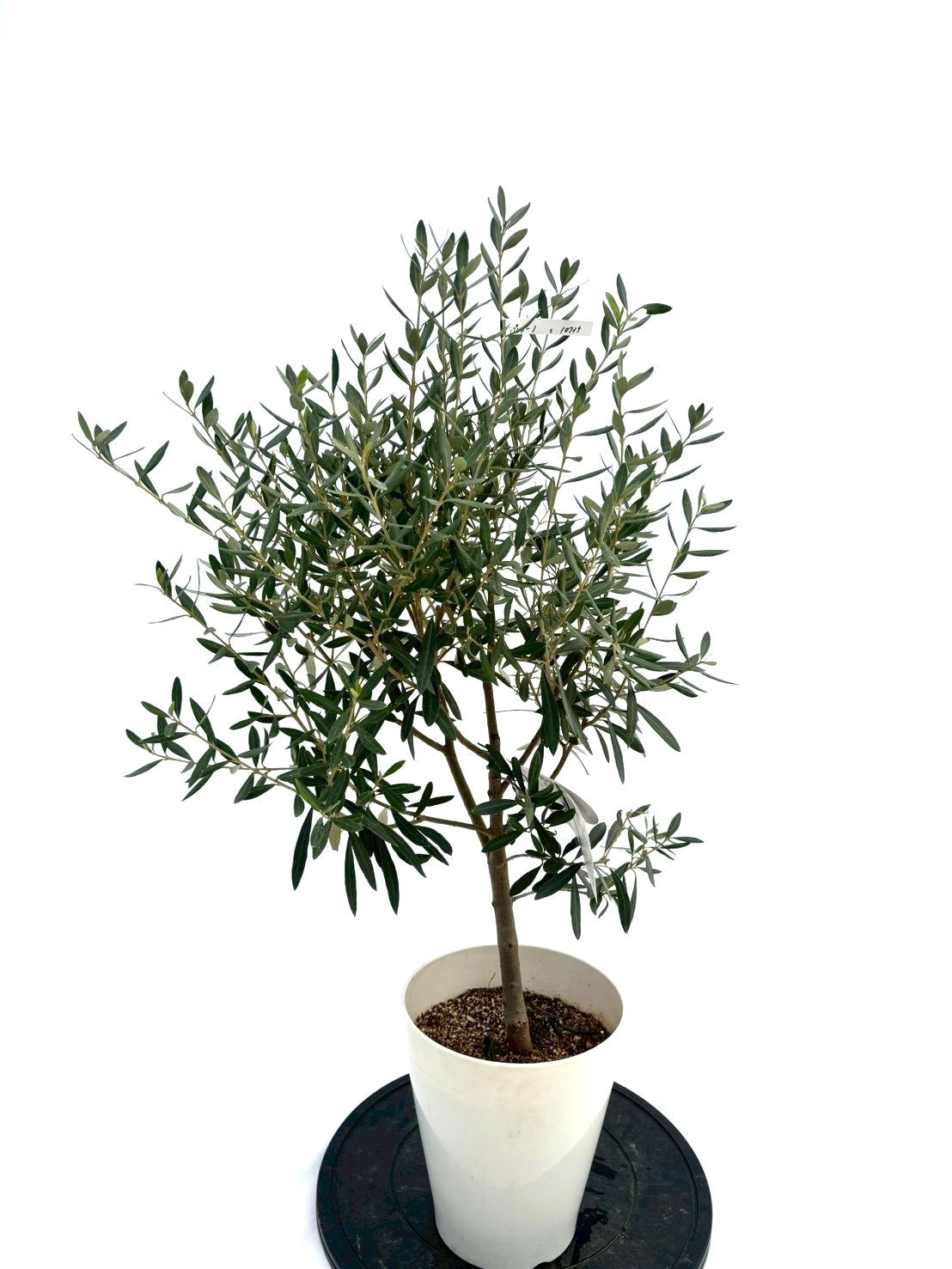 NEWシプレシーノ（オリーブの木）｜Sサイズ｜NO.10735｜約95cm｜人気・初心者向き・シンボルツリー向き 株式会社鶴亀園