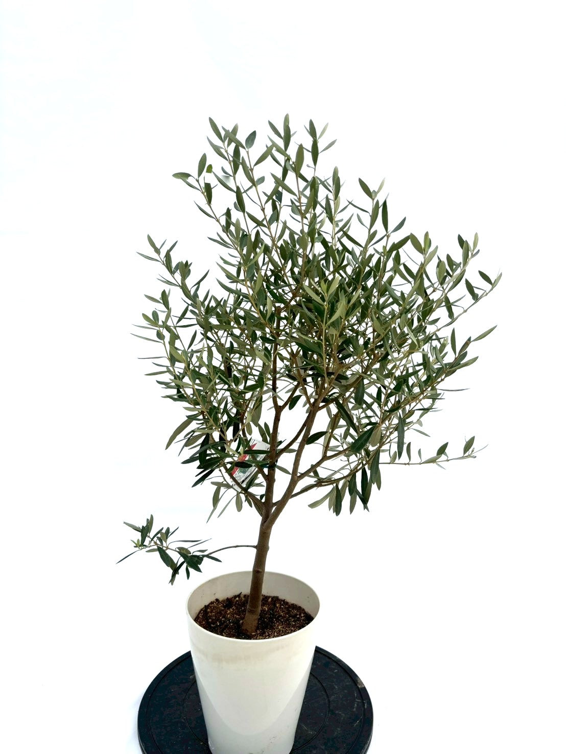 NEWシプレシーノ（オリーブの木）｜Sサイズ｜NO.10735｜約95cm｜人気・初心者向き・シンボルツリー向き 株式会社鶴亀園