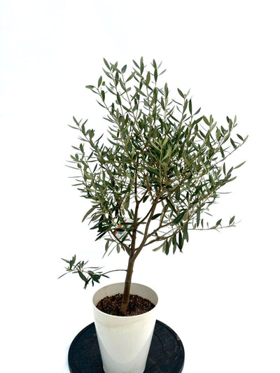 NEWシプレシーノ（オリーブの木）｜Sサイズ｜NO.10735｜約95cm｜人気・初心者向き・シンボルツリー向き 株式会社鶴亀園