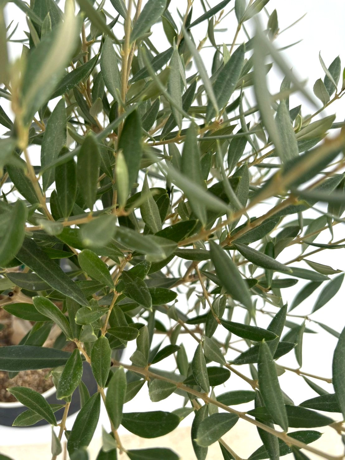 NEWシプレシーノ（オリーブの木）｜Sサイズ｜NO.10735｜約95cm｜人気・初心者向き・シンボルツリー向き 株式会社鶴亀園