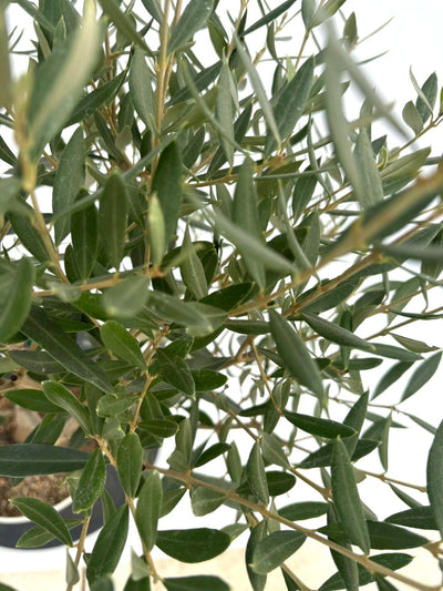 NEWシプレシーノ（オリーブの木）｜Sサイズ｜NO.10735｜約95cm｜人気・初心者向き・シンボルツリー向き 株式会社鶴亀園