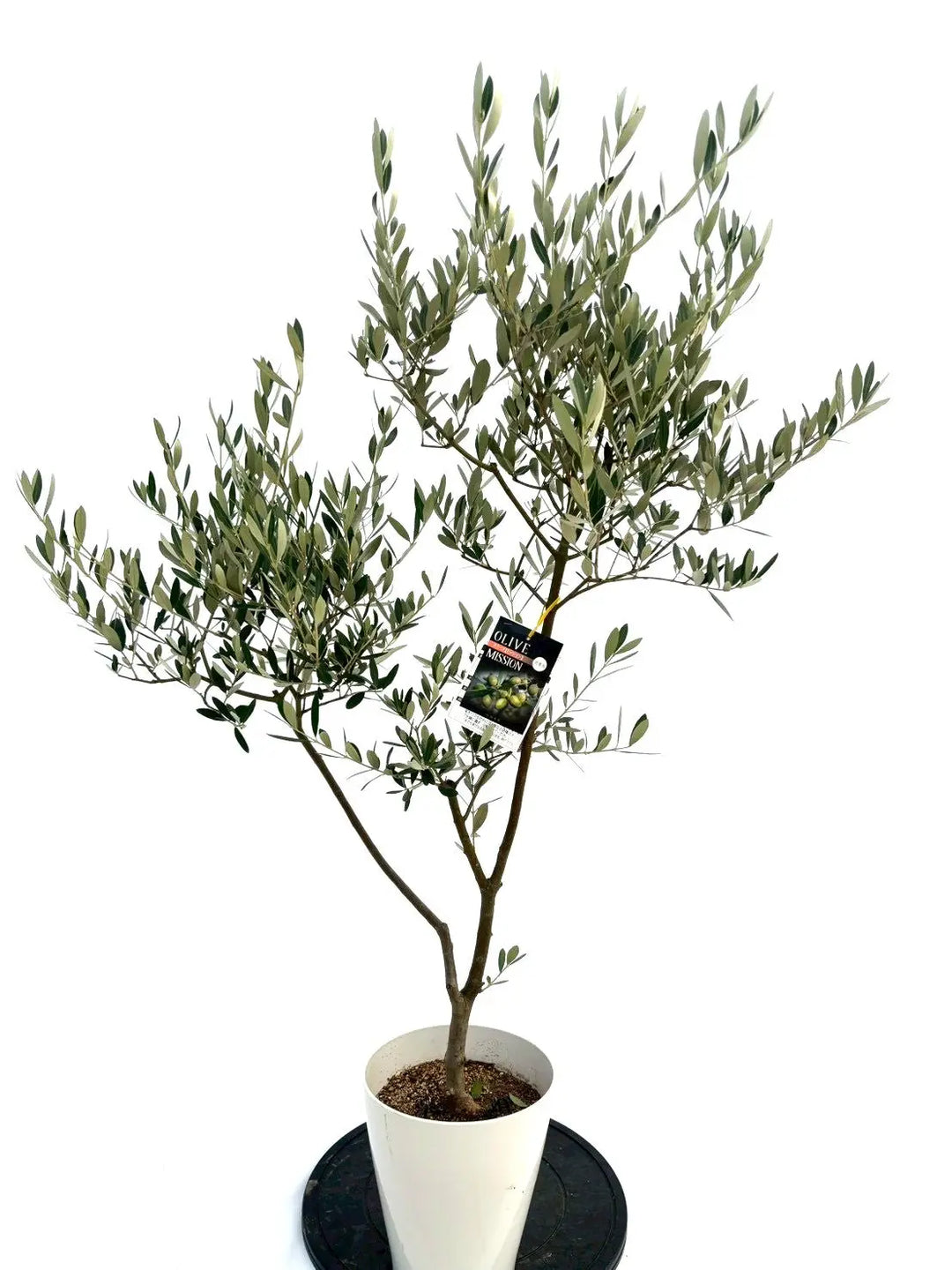 NEWミッション（オリーブの木）｜Sサイズ｜NO.10739｜約135cm｜人気