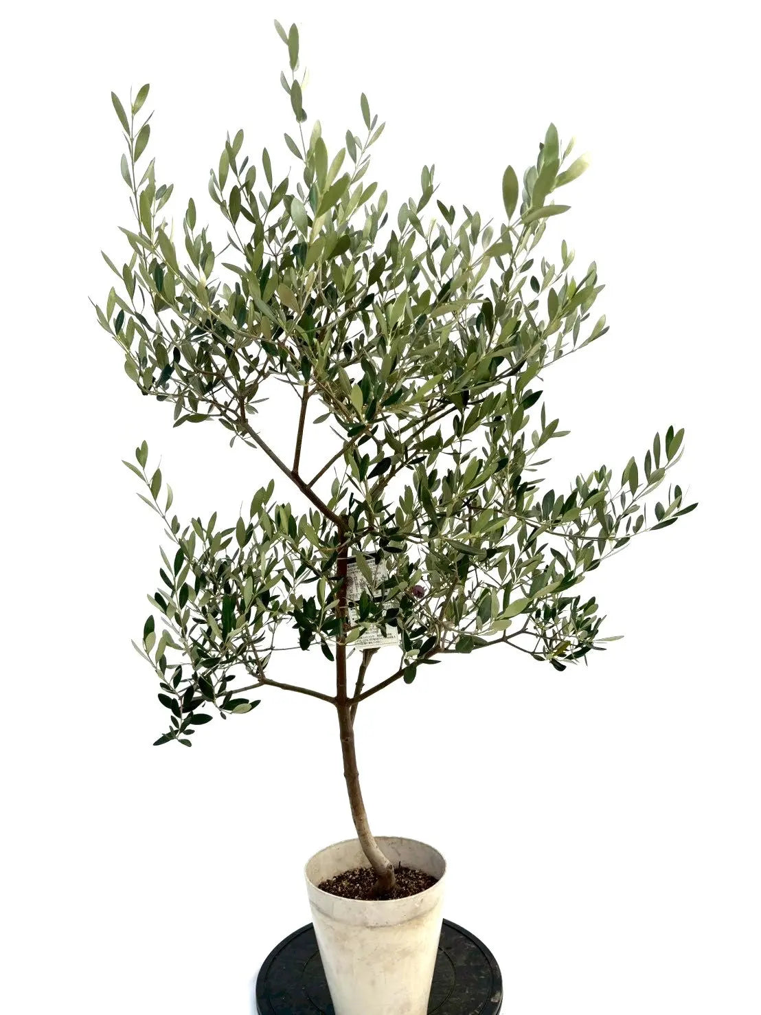 NEWルッカ（オリーブの木）｜Sサイズ｜NO.10740｜約135cm｜人気・寒冷