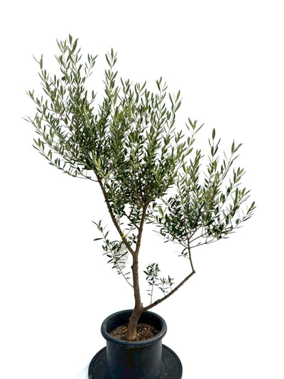 NEWネバディロブランコ（オリーブの木）｜Mサイズ｜NO.10743｜約140cm｜人気・初心者向き・開帳型 株式会社鶴亀園