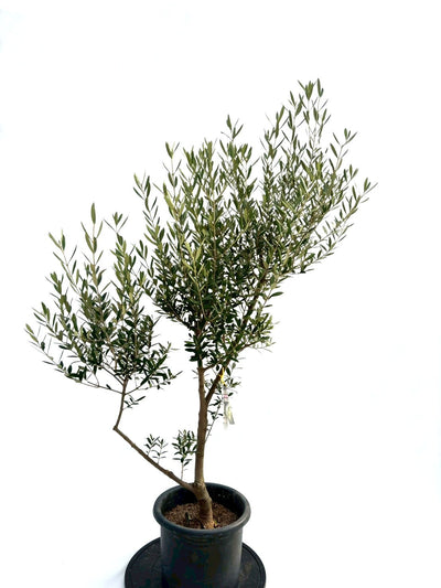 NEWネバディロブランコ（オリーブの木）｜Mサイズ｜NO.10743｜約140cm｜人気・初心者向き・開帳型 株式会社鶴亀園