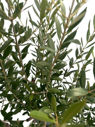 NEWネバディロブランコ（オリーブの木）｜Mサイズ｜NO.10743｜約140cm｜人気・初心者向き・開帳型 株式会社鶴亀園