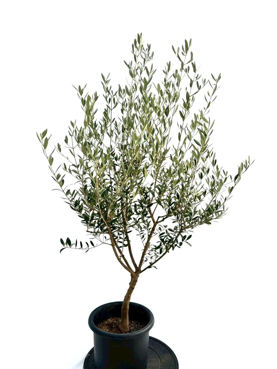 NEWネバディロブランコ（オリーブの木）｜Mサイズ｜NO.10744｜約140cm