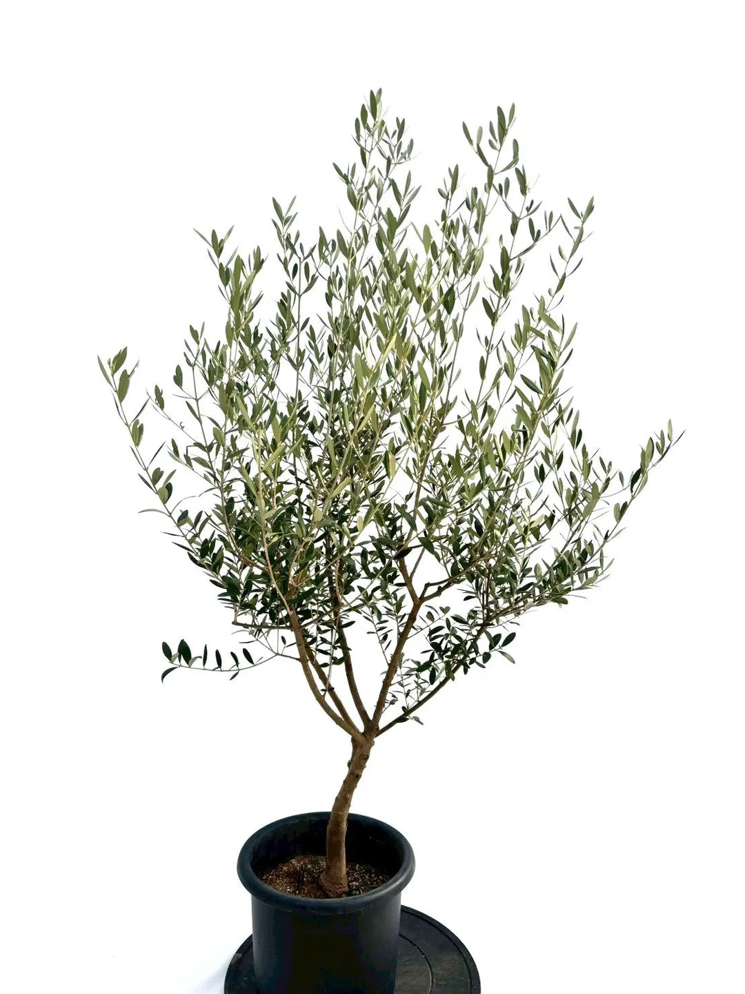 NEWネバディロブランコ（オリーブの木）｜Mサイズ｜NO.10744｜約140cm