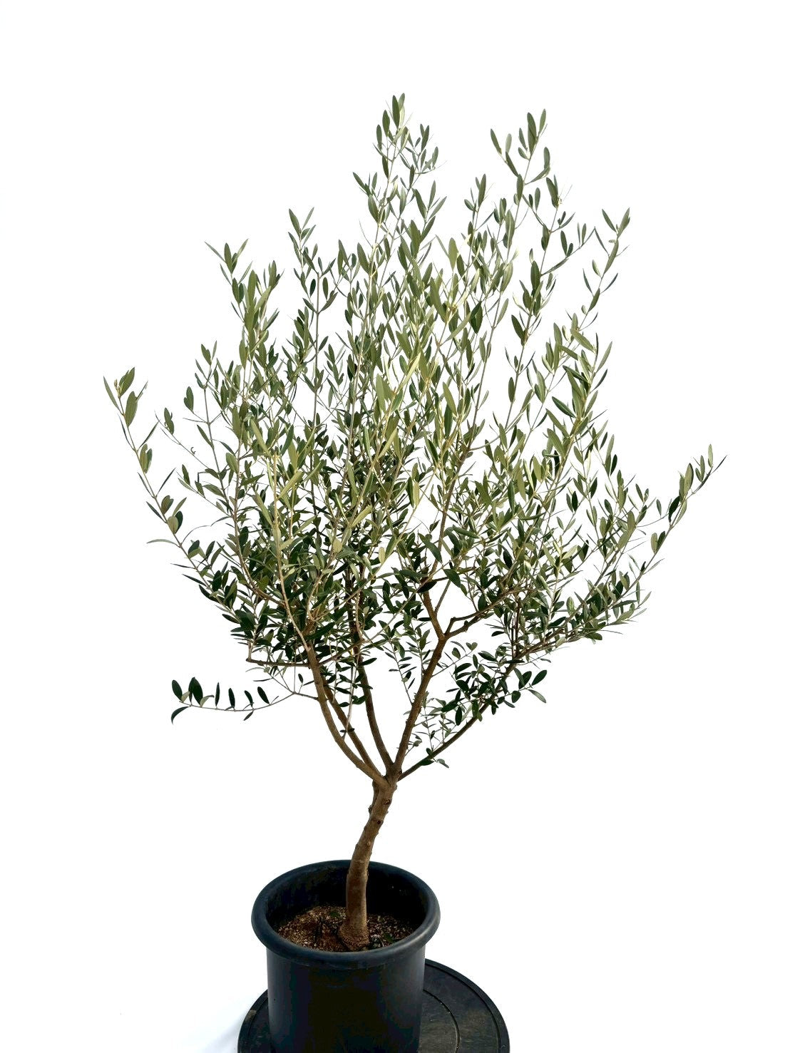 NEWネバディロブランコ（オリーブの木）｜Mサイズ｜NO.10744｜約140cm｜人気・初心者向き・開帳型 株式会社鶴亀園