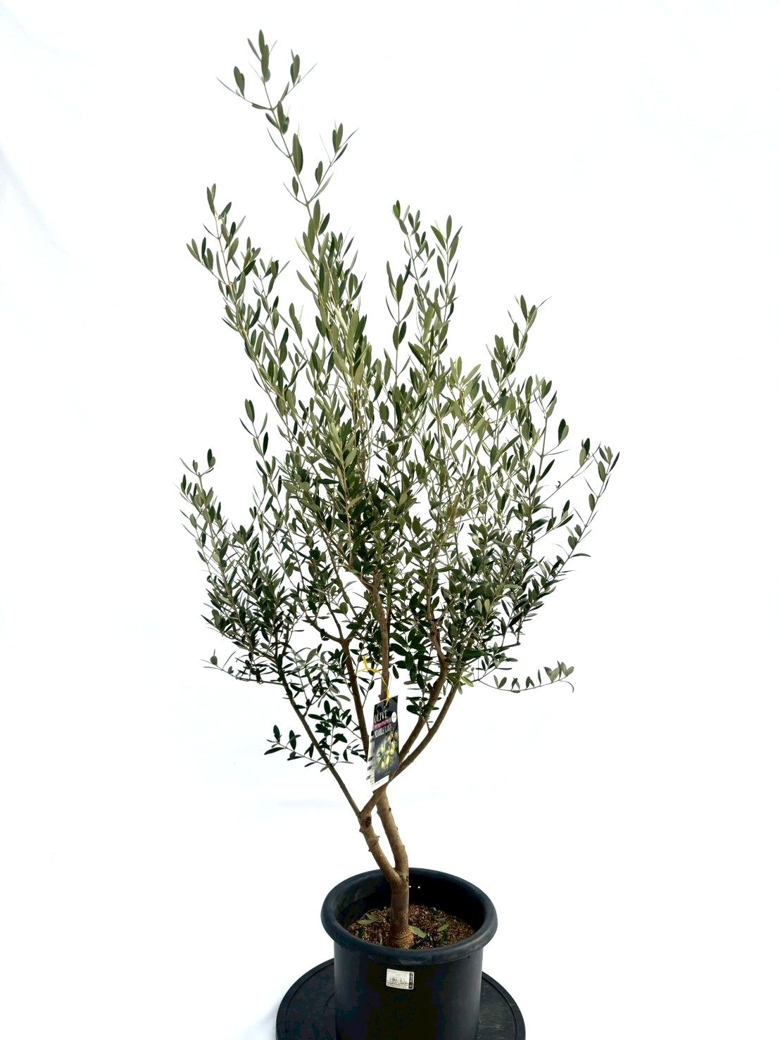 NEWネバディロブランコ（オリーブの木）｜Mサイズ｜NO.10744｜約140cm｜人気・初心者向き・開帳型 株式会社鶴亀園