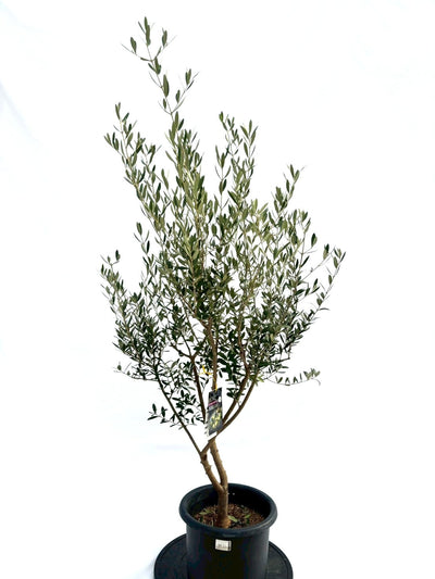 NEWネバディロブランコ（オリーブの木）｜Mサイズ｜NO.10744｜約140cm｜人気・初心者向き・開帳型 株式会社鶴亀園