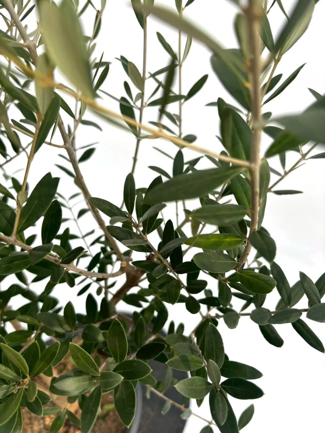 NEWネバディロブランコ（オリーブの木）｜Mサイズ｜NO.10744｜約140cm