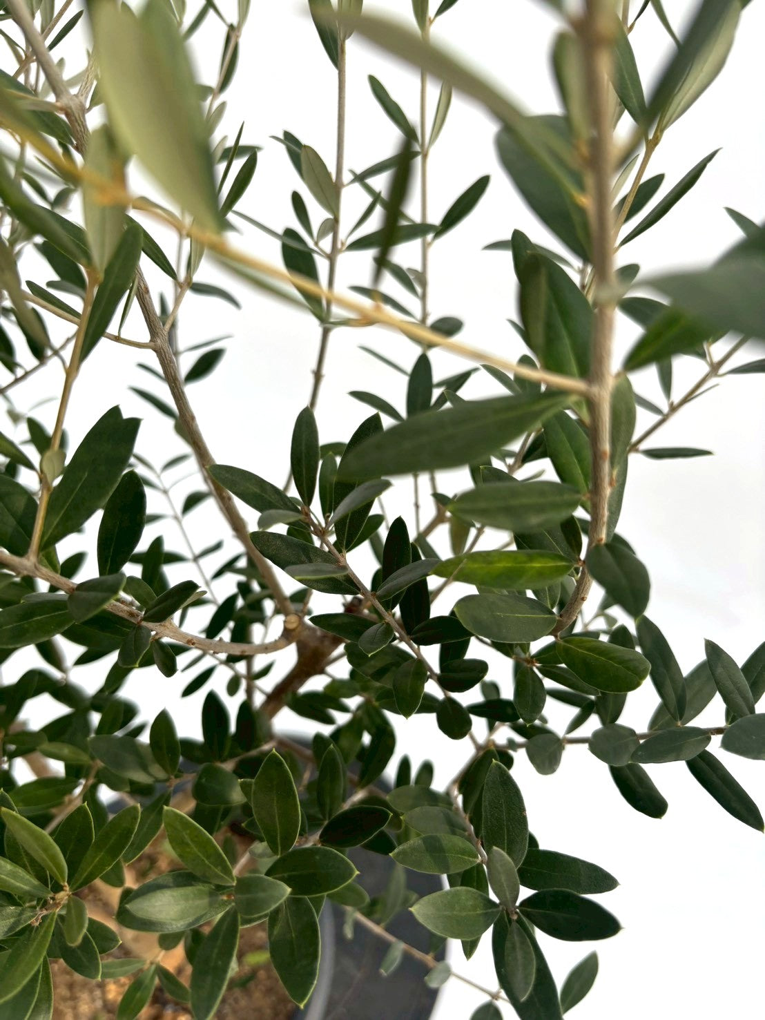 NEWネバディロブランコ（オリーブの木）｜Mサイズ｜NO.10744｜約140cm｜人気・初心者向き・開帳型 株式会社鶴亀園