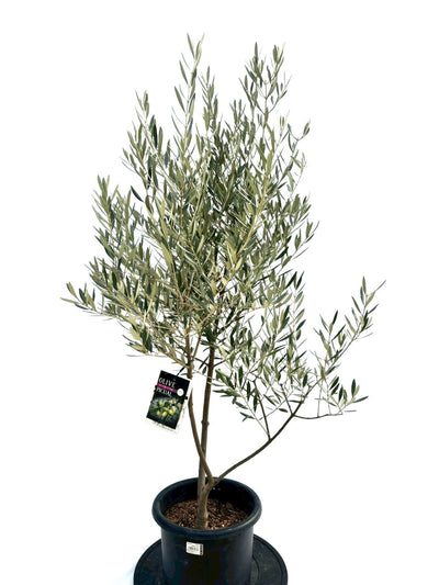 NEWピクアル（オリーブの木）｜Mサイズ｜NO.10745｜約135cm｜人気・銀葉・自家受粉 株式会社鶴亀園
