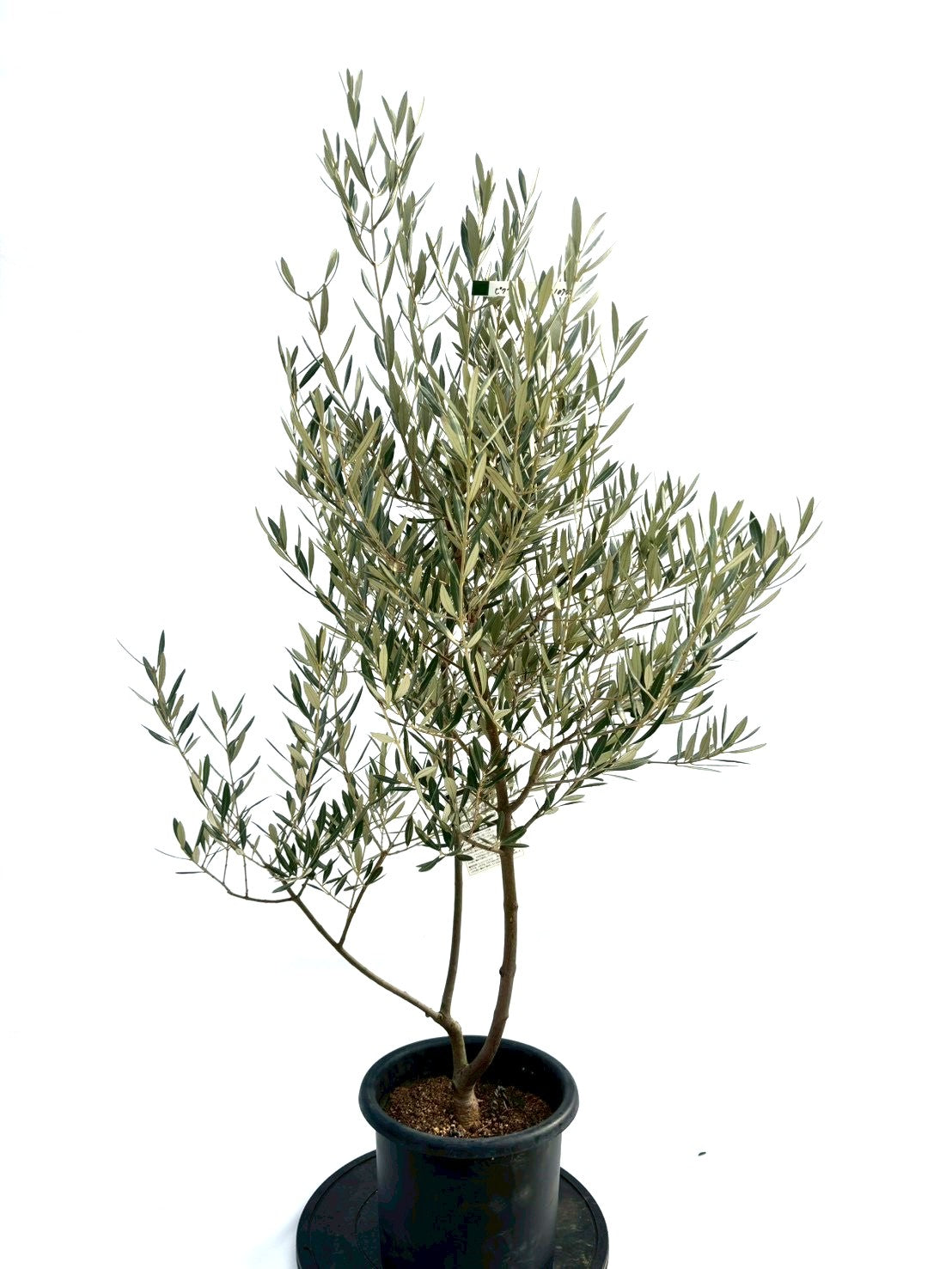 NEWピクアル（オリーブの木）｜Mサイズ｜NO.10745｜約135cm｜人気・銀葉・自家受粉 株式会社鶴亀園