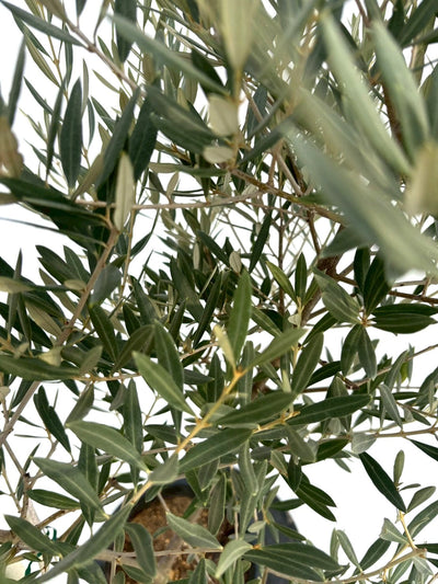 NEWピクアル（オリーブの木）｜Mサイズ｜NO.10745｜約135cm｜人気・銀葉・自家受粉 株式会社鶴亀園