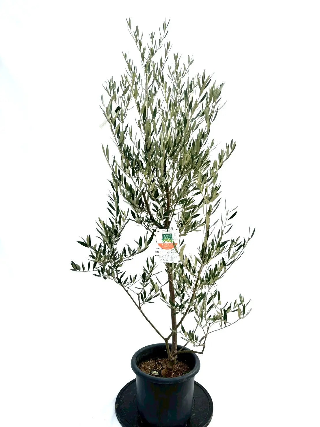 NEWホジブランコ（オリーブの木）｜Mサイズ｜No.10747｜約150cm｜人気