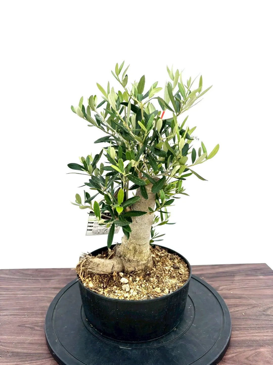 オリーブの木　コラチナ　盆栽風　8号　約50cm　NO.749　人気　現品掲載 NEWコラチナ（オリーブの木）【盆栽風】｜Mサイズ｜NO.10749｜約50cm