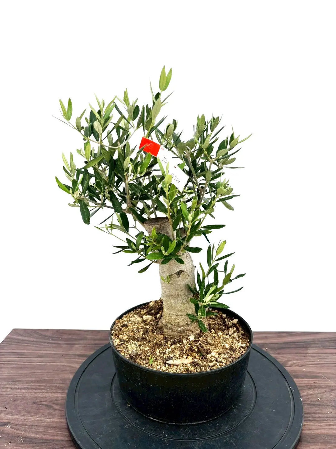 オリーブの木　コラチナ　盆栽風　8号　約50cm　NO.749　人気　現品掲載 NEWコラチナ（オリーブの木）【盆栽風】｜Mサイズ｜NO.10749｜約50cm