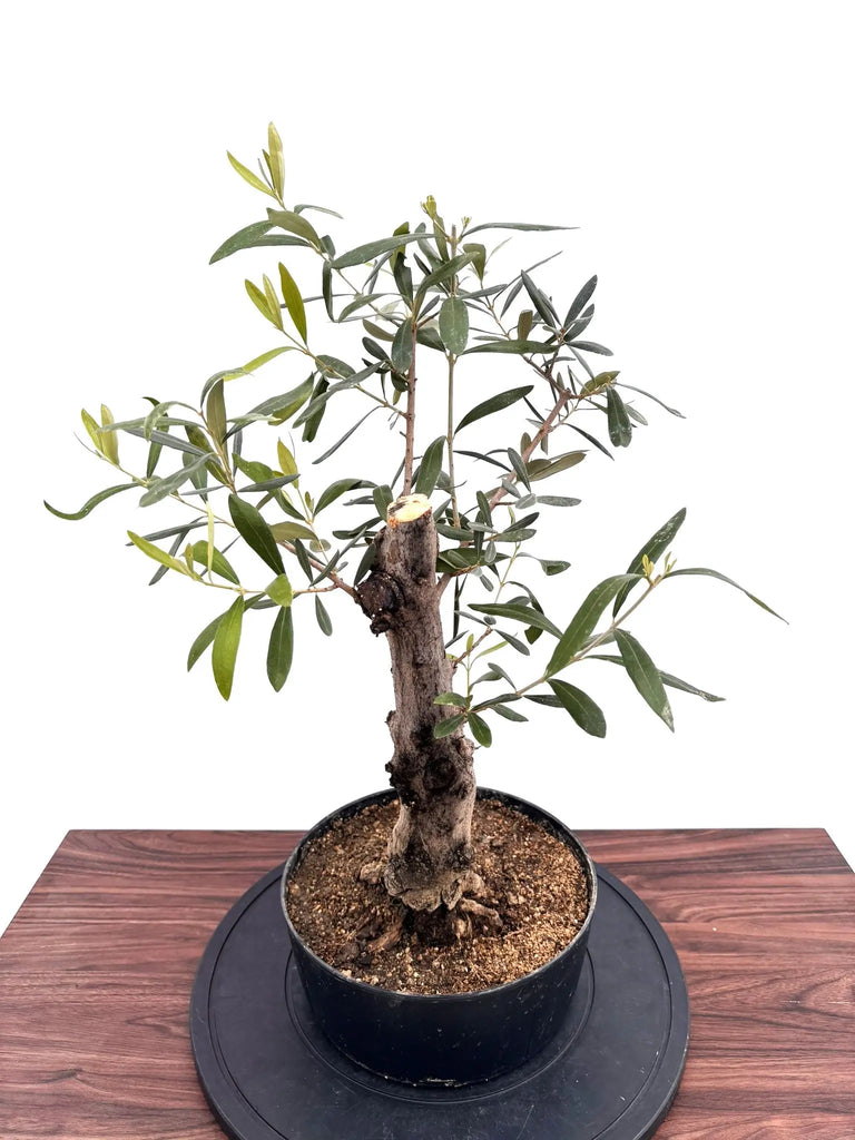 オリーブの木 コラチナ 盆栽風 8号 約50cm 現品販売 NEWコラチナ（オリーブの木）【盆栽風】｜Mサイズ｜NO.10750｜約60cm