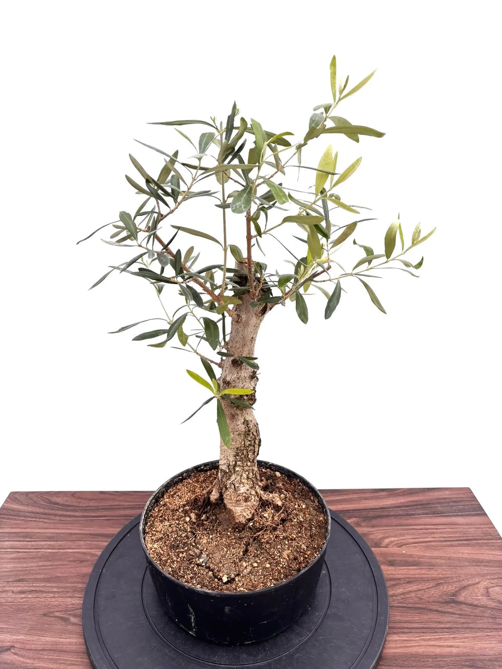 風格ある古木オリーブ - 株式会社鶴亀園