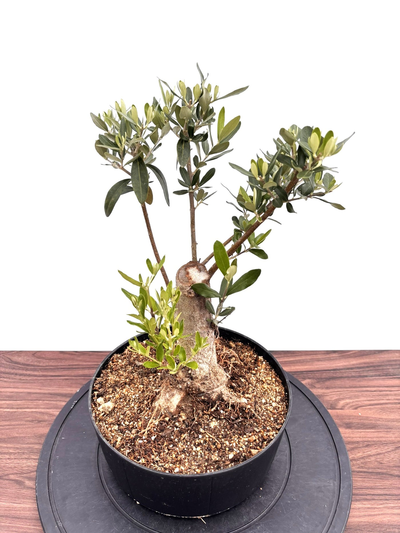 NEWシプレシーノ（オリーブの木）【盆栽風】｜Mサイズ｜NO.10752｜約45cm｜人気・初心者・シンボルツリー向き