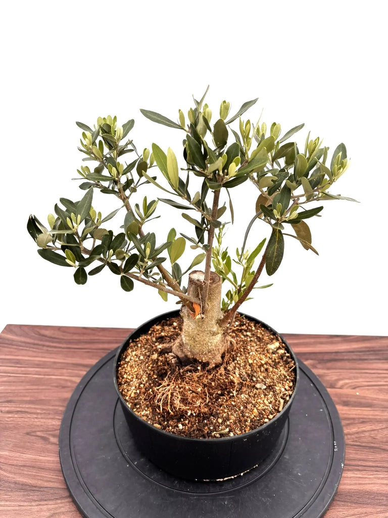 NEWシプレシーノ（オリーブの木）【盆栽風】｜Mサイズ｜NO.10752｜約