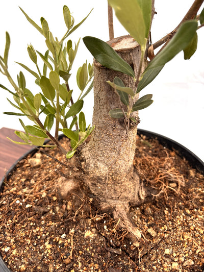 NEWシプレシーノ（オリーブの木）【盆栽風】｜Mサイズ｜NO.10752｜約45cm｜人気・初心者・シンボルツリー向き