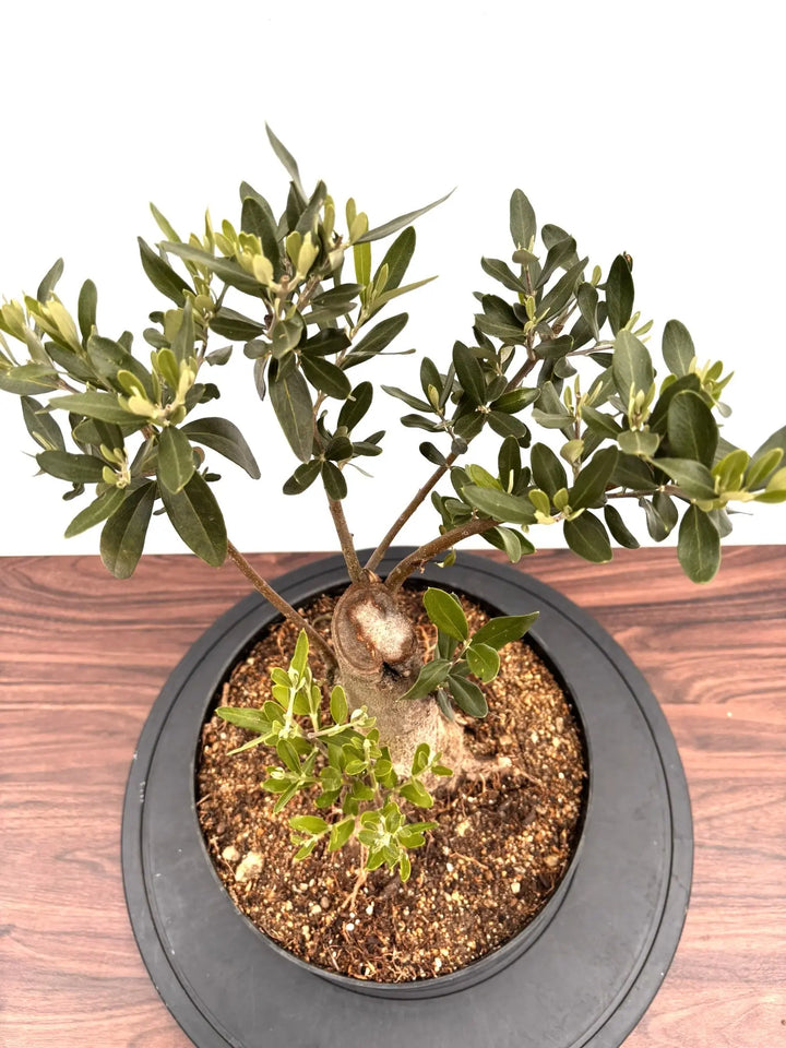 NEWシプレシーノ（オリーブの木）【盆栽風】｜Mサイズ｜NO.10752｜約