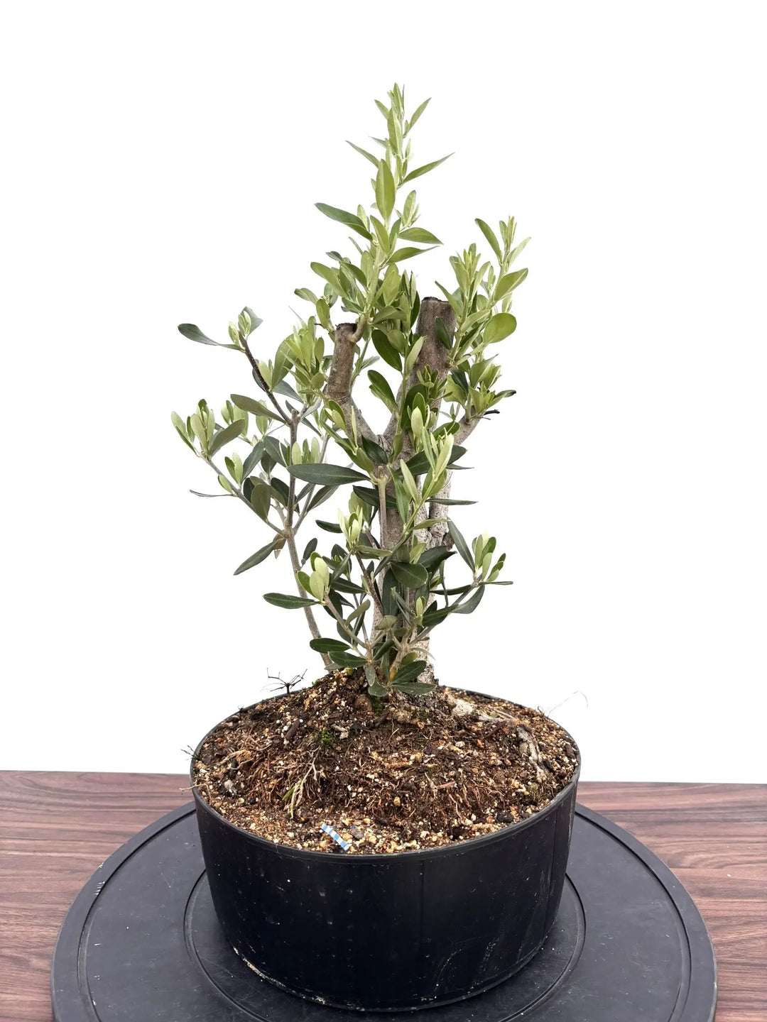 NEWシプレシーノ（オリーブの木）【盆栽風】｜Mサイズ｜NO.10753｜約