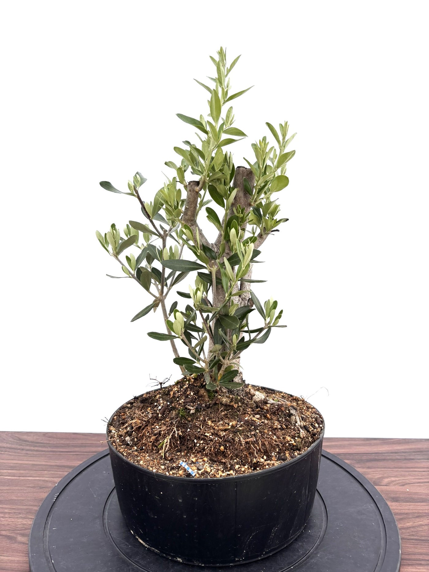 NEWシプレシーノ（オリーブの木）【盆栽風】｜Mサイズ｜NO.10753｜約55cm｜人気・初心者・シンボルツリー向き