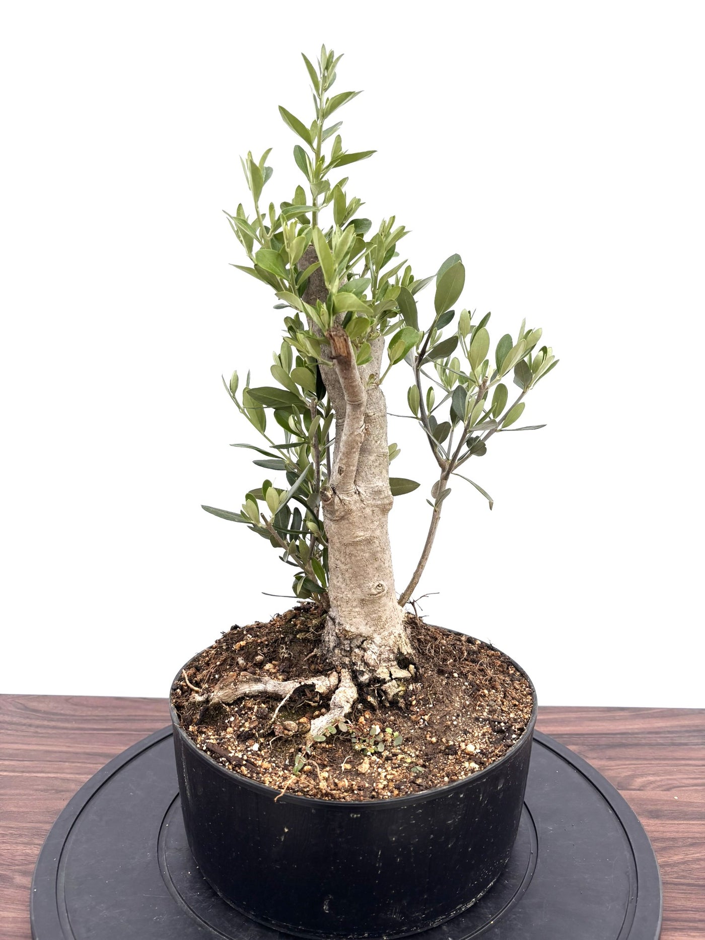 NEWシプレシーノ（オリーブの木）【盆栽風】｜Mサイズ｜NO.10753｜約55cm｜人気・初心者・シンボルツリー向き