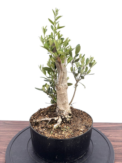 NEWシプレシーノ（オリーブの木）【盆栽風】｜Mサイズ｜NO.10753｜約55cm｜人気・初心者・シンボルツリー向き