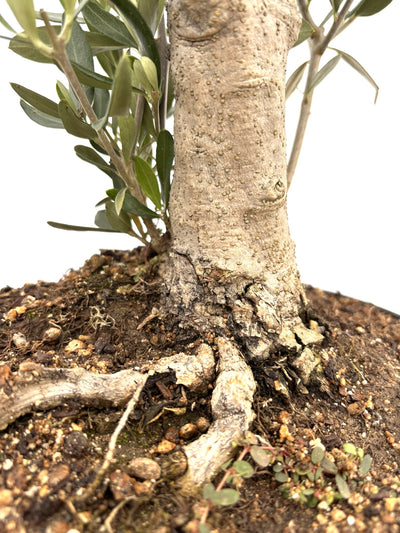 NEWシプレシーノ（オリーブの木）【盆栽風】｜Mサイズ｜NO.10753｜約55cm｜人気・初心者・シンボルツリー向き