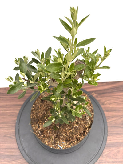 NEWシプレシーノ（オリーブの木）【盆栽風】｜Mサイズ｜NO.10753｜約55cm｜人気・初心者・シンボルツリー向き