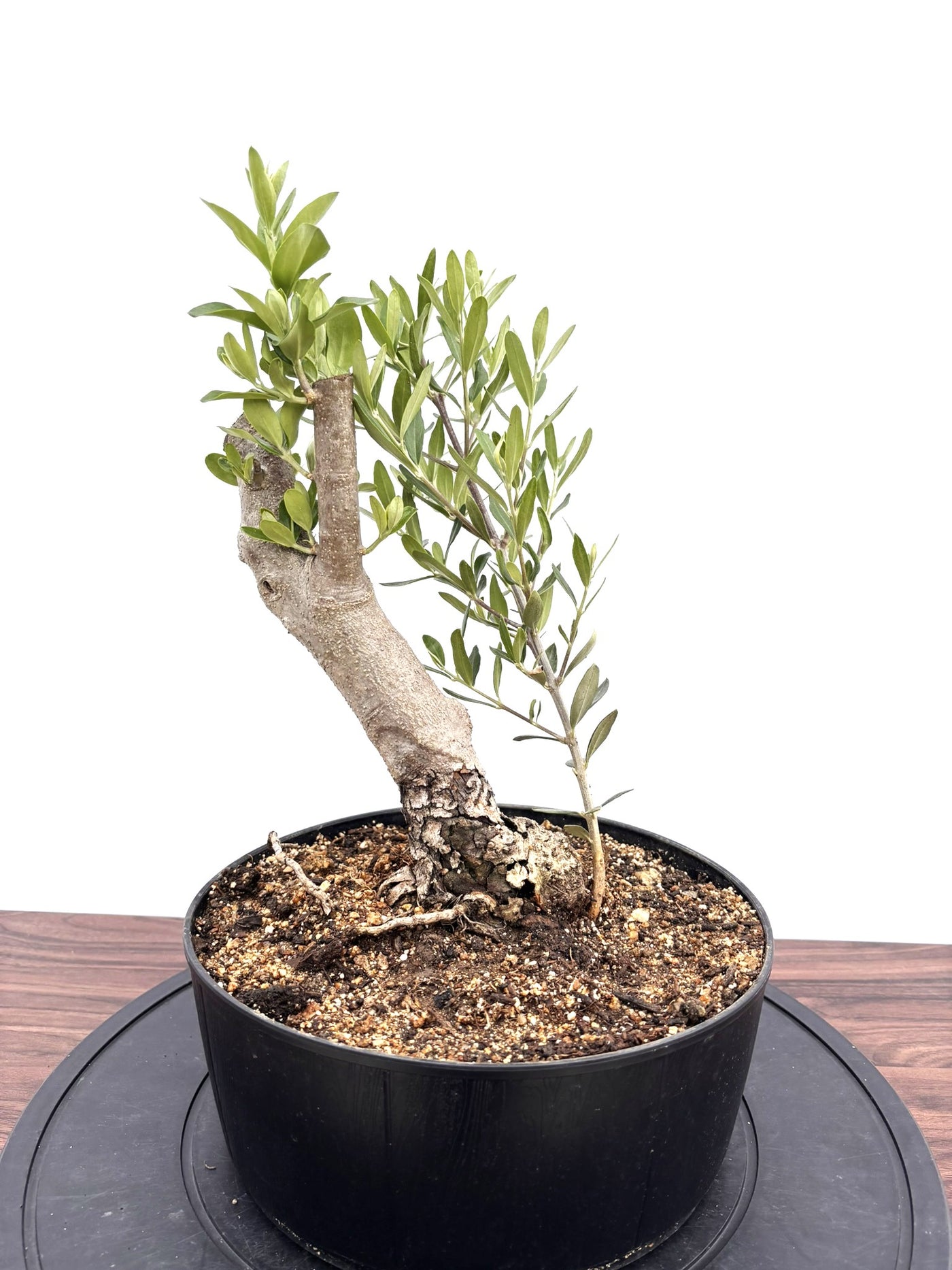 NEWシプレシーノ（オリーブの木）【盆栽風】｜Mサイズ｜NO.10754｜約45cm｜人気・初心者・シンボルツリー向き