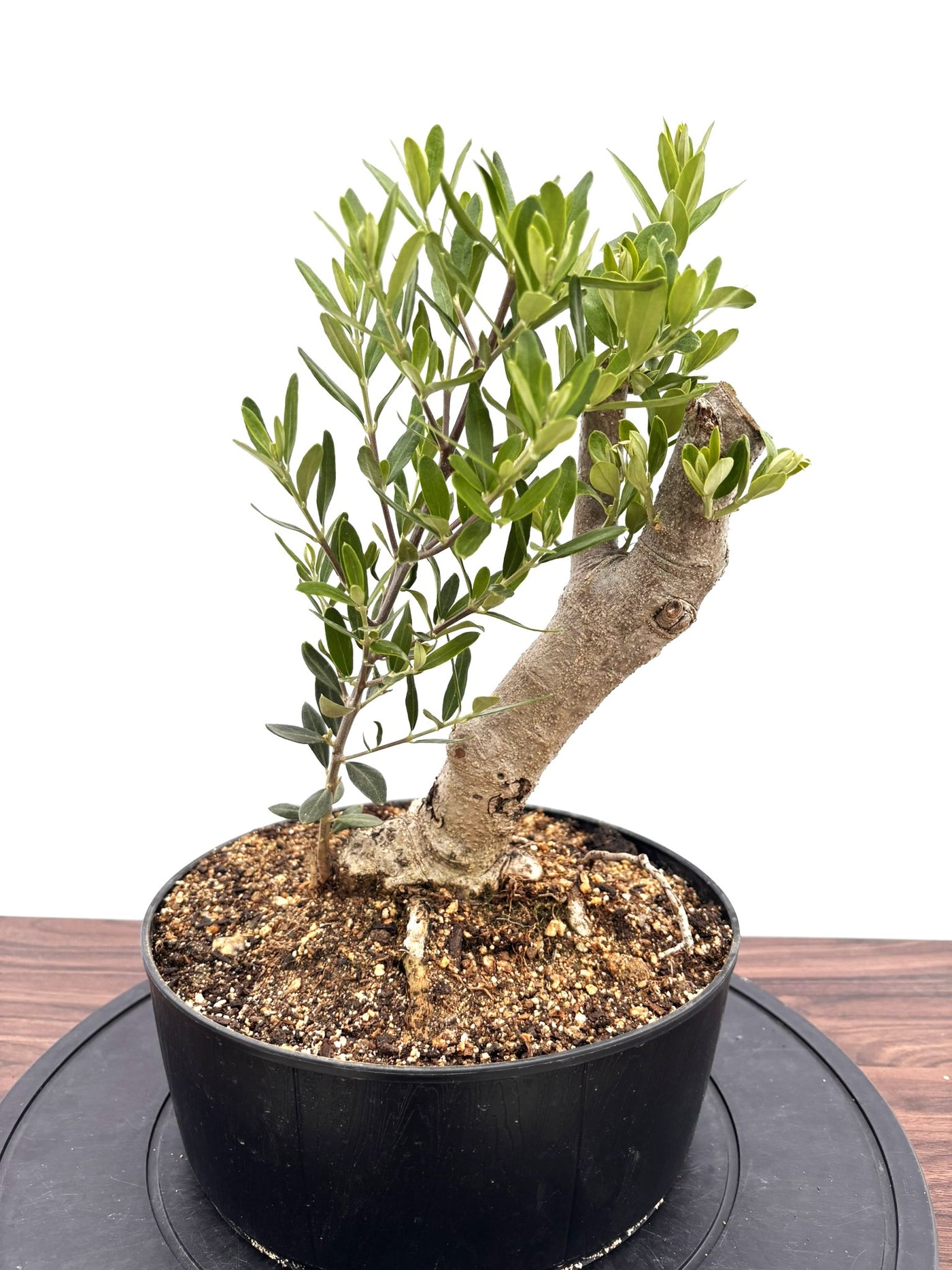 NEWシプレシーノ（オリーブの木）【盆栽風】｜Mサイズ｜NO.10754｜約45cm｜人気・初心者・シンボルツリー向き