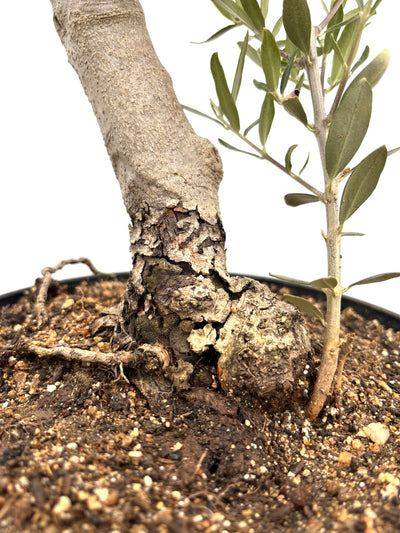 NEWシプレシーノ（オリーブの木）【盆栽風】｜Mサイズ｜NO.10754｜約45cm｜人気・初心者・シンボルツリー向き