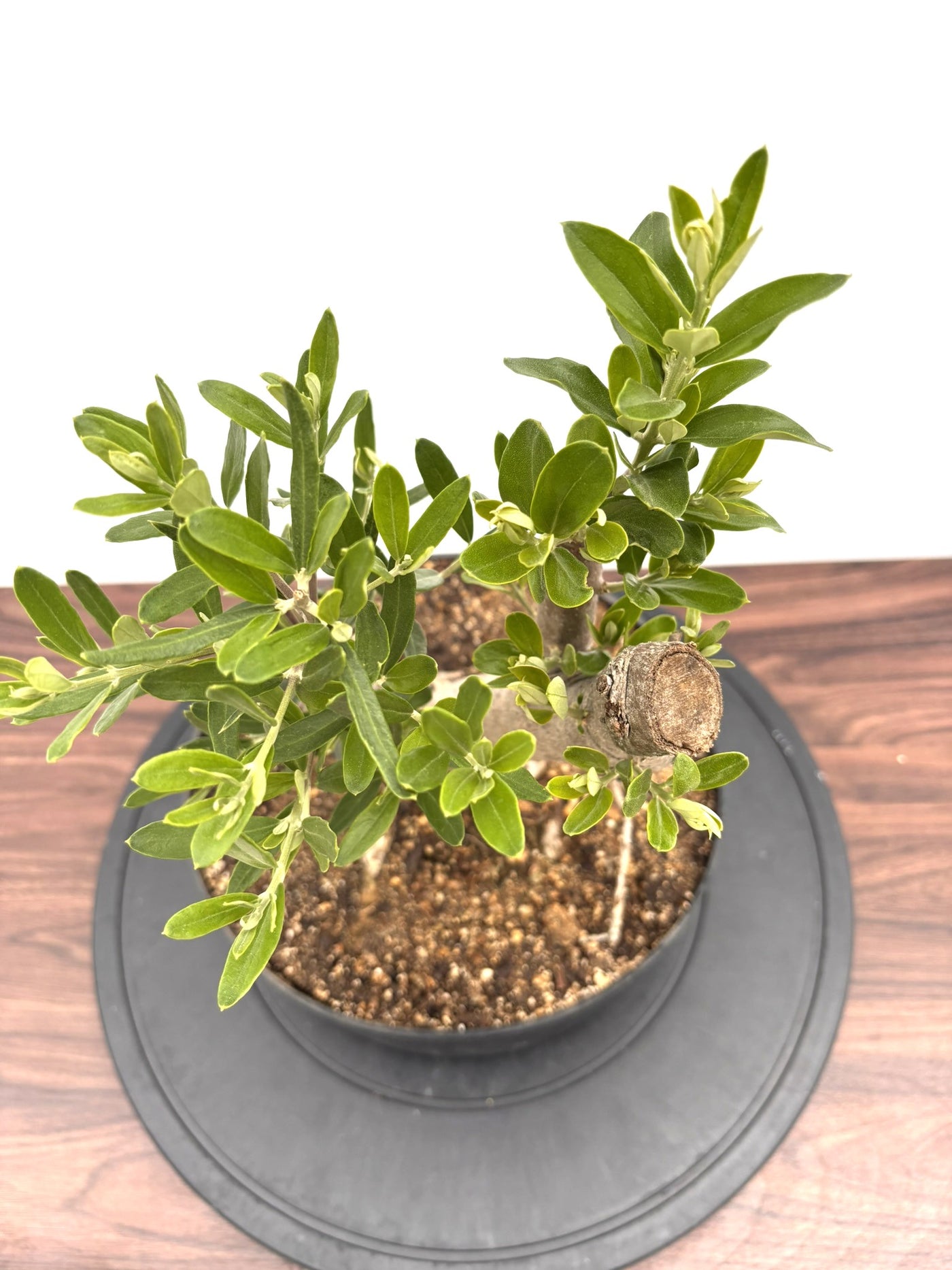 NEWシプレシーノ（オリーブの木）【盆栽風】｜Mサイズ｜NO.10754｜約45cm｜人気・初心者・シンボルツリー向き
