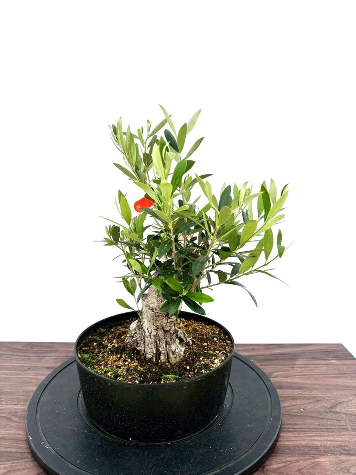 オリーブの木 ミッション 盆栽風 8号 約40cm 現品販売 Mission ミッション／8号／｜オリーブ苗木｜小豆島 オリーブ農家【空井