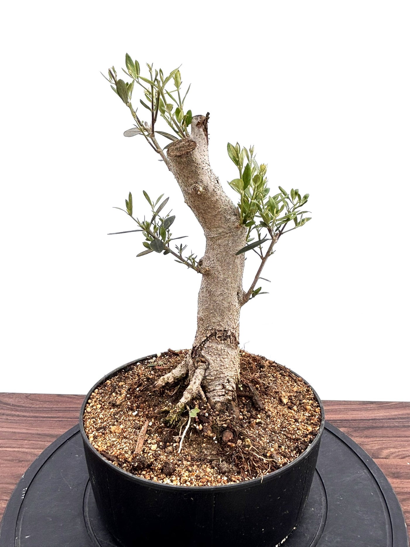 NEWミッション（オリーブの木）【盆栽風】｜Mサイズ｜NO.10757｜約45cm｜人気・直立型・シンボルツリー向き