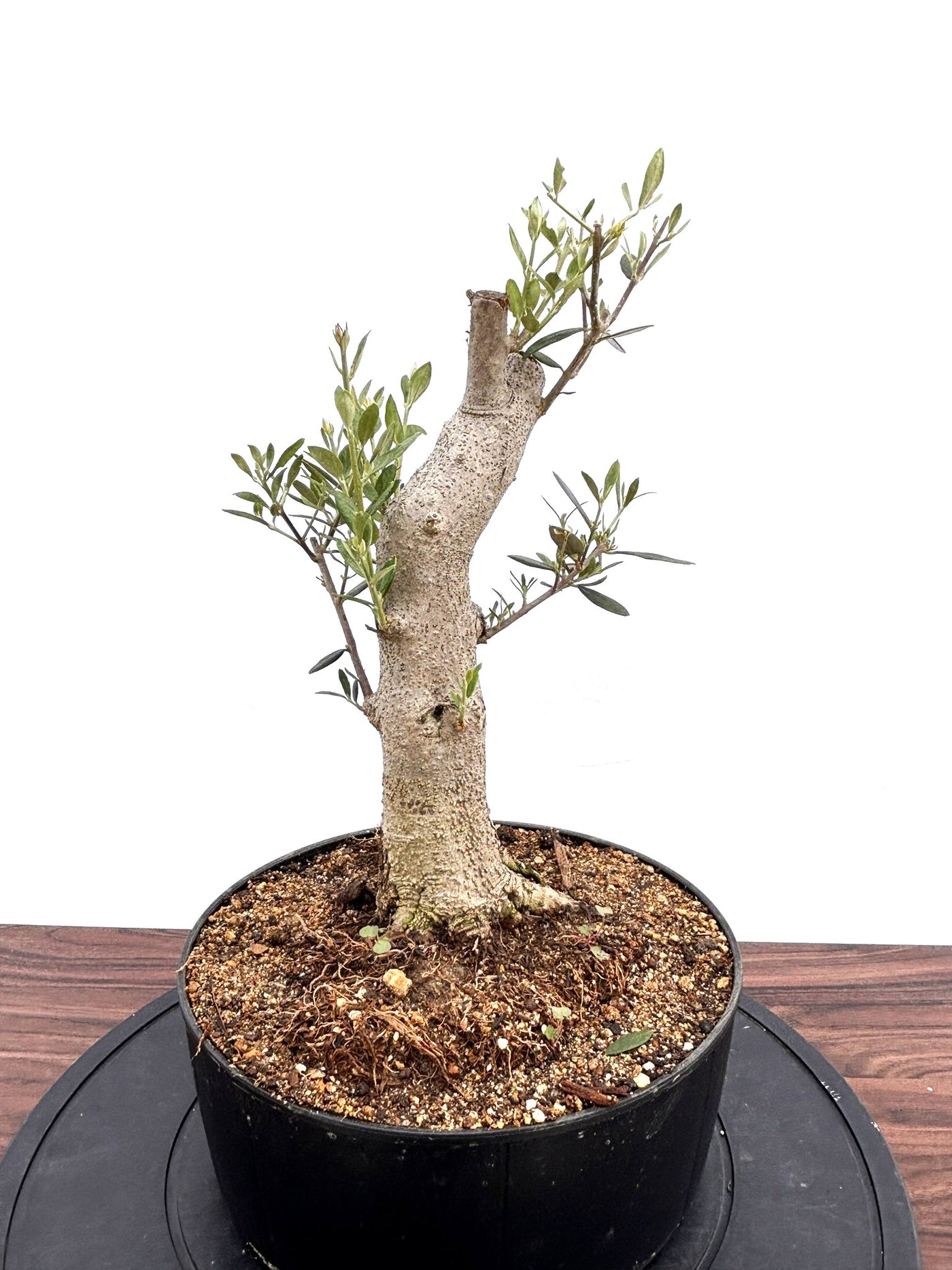 NEWミッション（オリーブの木）【盆栽風】｜Mサイズ｜NO.10757｜約45cm｜人気・直立型・シンボルツリー向き
