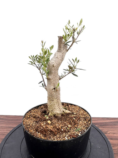 NEWミッション（オリーブの木）【盆栽風】｜Mサイズ｜NO.10757｜約45cm｜人気・直立型・シンボルツリー向き