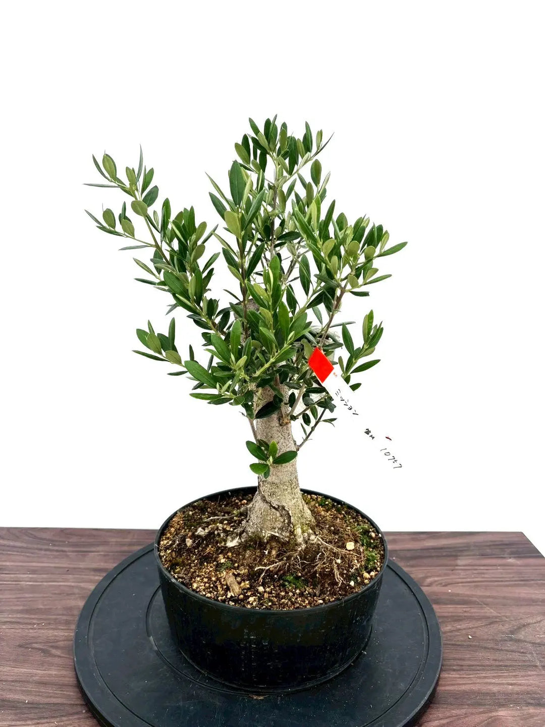 オリーブの木　盆栽風　ミッション　8号　約45cm　NO.757　人気　現品掲載 NEWミッション（オリーブの木）【盆栽風】｜Mサイズ｜NO.10757｜約45cm