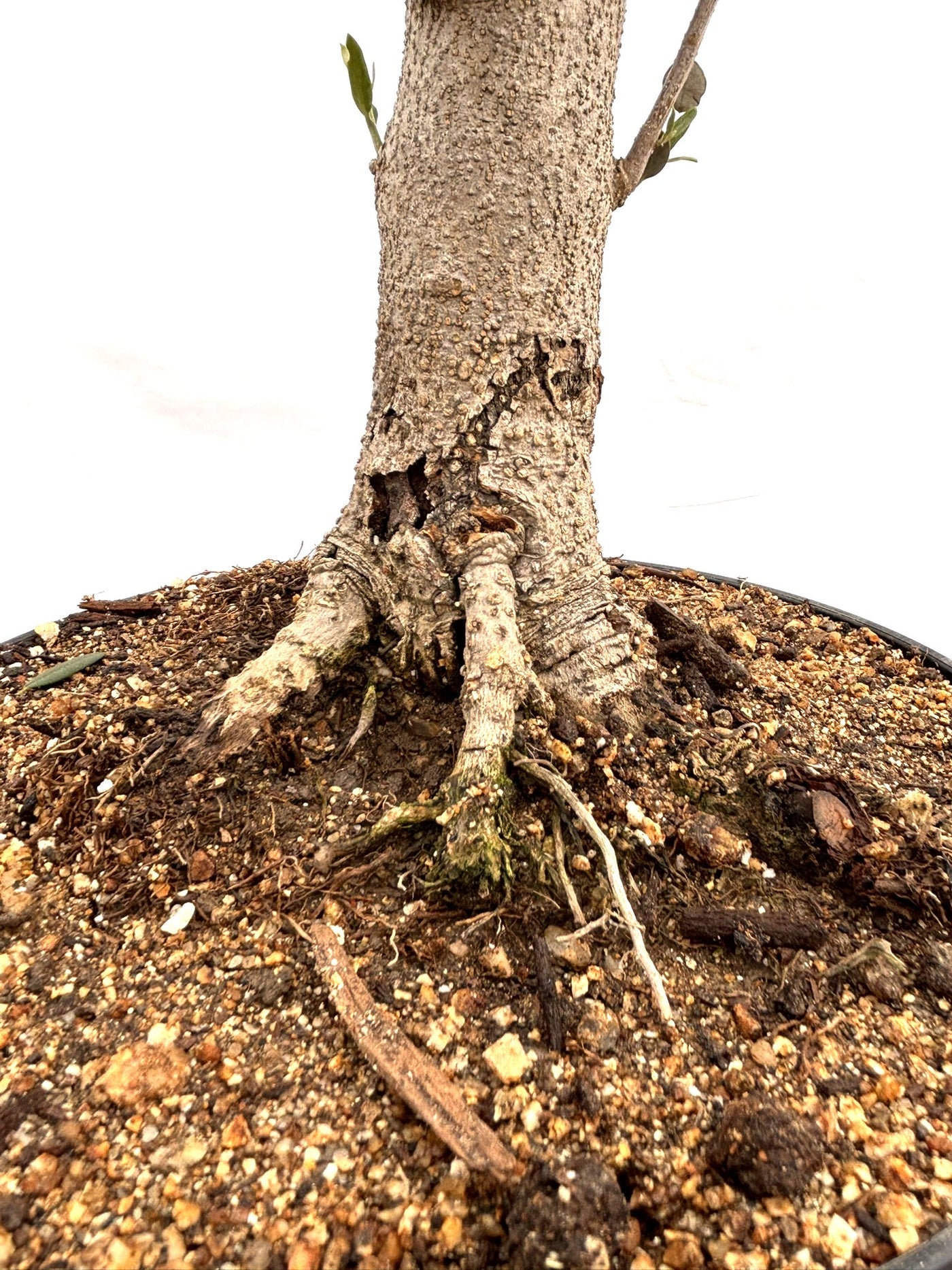 NEWミッション（オリーブの木）【盆栽風】｜Mサイズ｜NO.10757｜約45cm｜人気・直立型・シンボルツリー向き