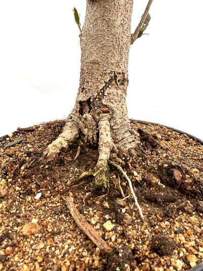 NEWミッション（オリーブの木）【盆栽風】｜Mサイズ｜NO.10757｜約45cm｜人気・直立型・シンボルツリー向き